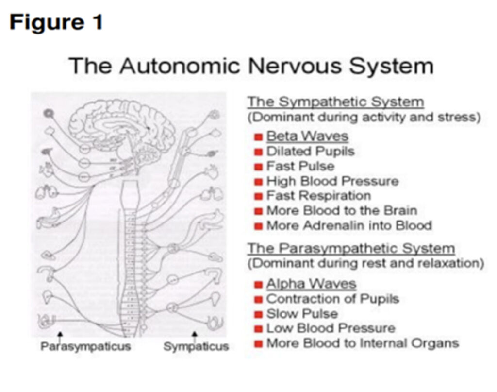 A picture of the autonomic nervous system.